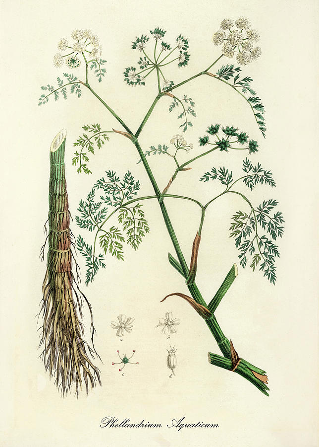 Phellandrium Aquaticum - Water Fennel - Medical Botany - Vintage Botanical Illustration Digital Art by Studio Grafiikka