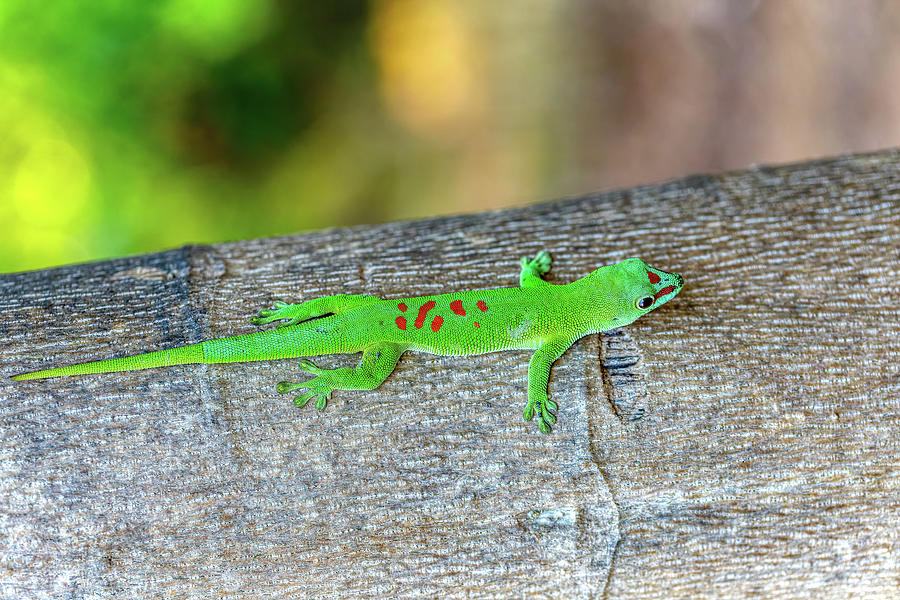 Phelsuma grandis, day gecko, Ankarana Special Reserve, Madagascar ...