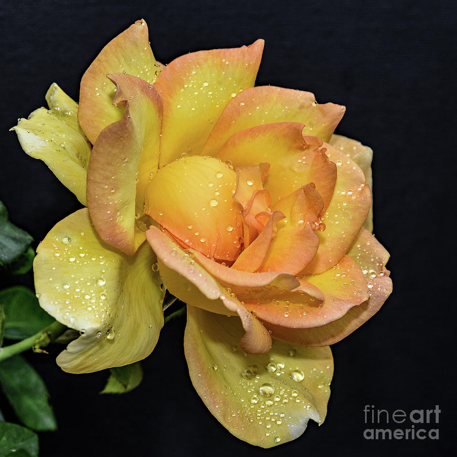 Phenomenal Gold Struck Rose Photograph