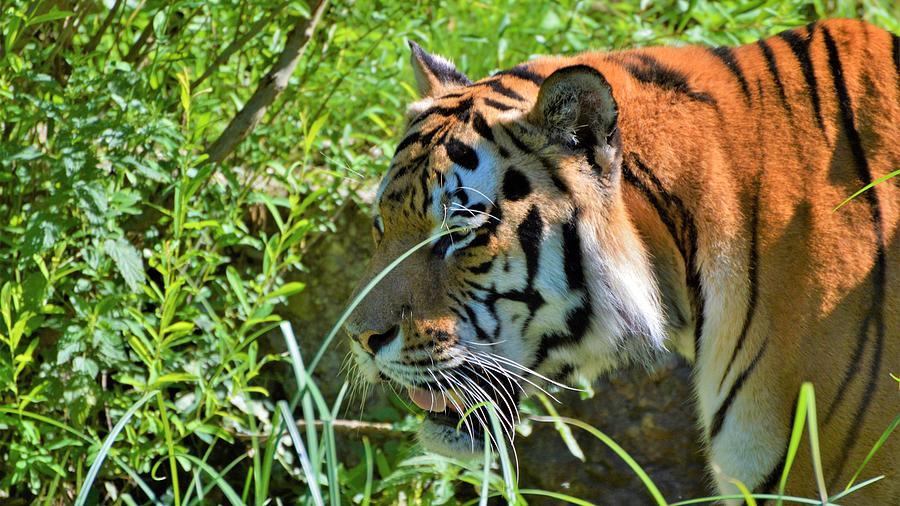 Phenomenal Mesmerizing Big Asian Tiger Greenery Ultra HD Photograph by ...