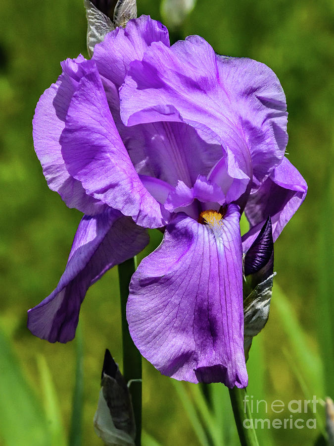 Phenomenal Purple Iris Photograph
