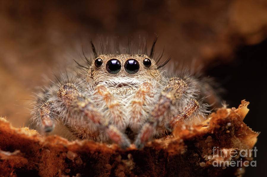 Phidippus princeps in an Acorn Photograph by Sari ONeal