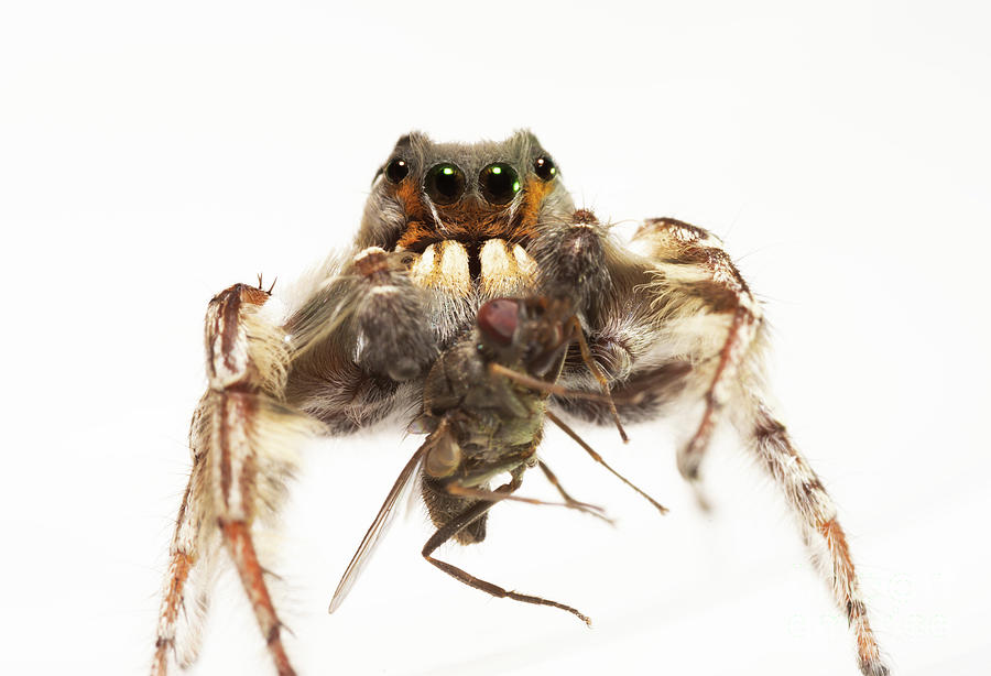 A Jumping Spider (Phidippus putnami)