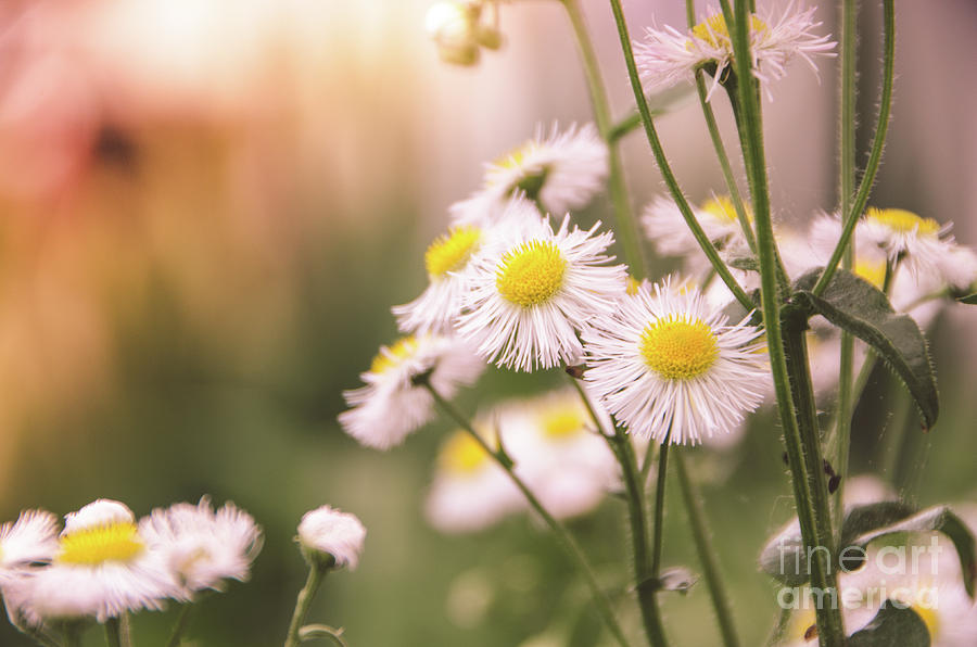Philadelphia Fleabane Cluster Softened Nature / Floral Photograph Photograph by PIPA Fine Art - Simply Solid