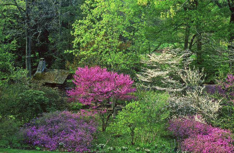 Philadelphia, Morris Arboretum Photograph
