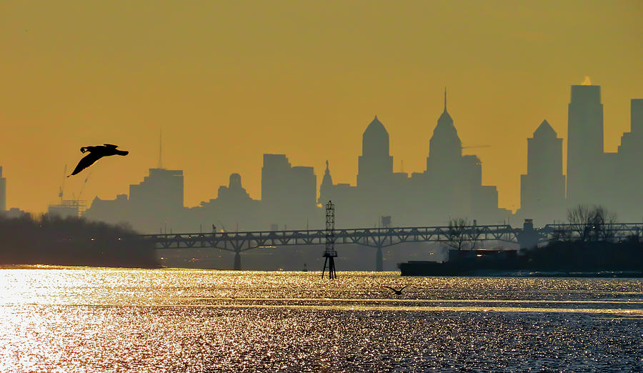 Philadelphia Skyline with Gull at Sunset as Seen from Amico Island Photograph by Linda Stern