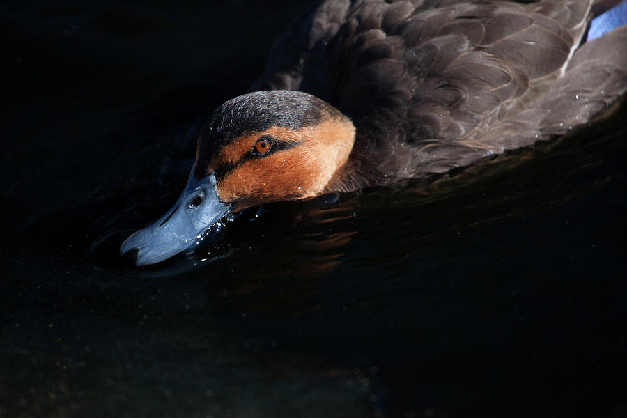 Duck Photograph - Philippine Duck by Karol Livote