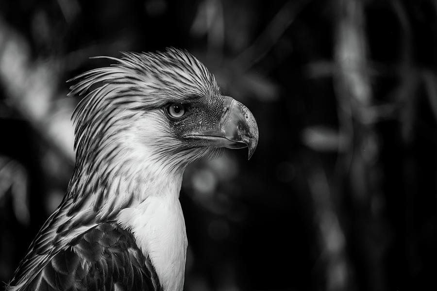 Philippine Eagle Photograph by Arj Munoz