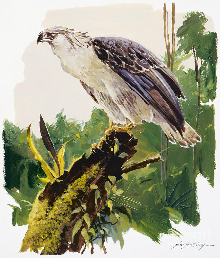 Philippine Eagle II Painting by John Swatsley