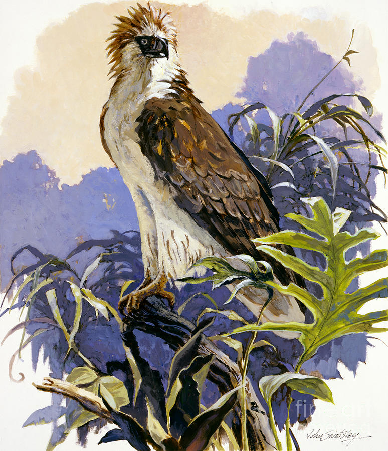 Philippine Eagle Painting by John Swatsley
