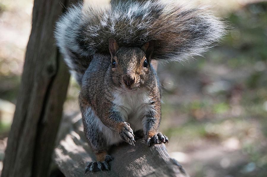 A Gray Squirrel with her Victorian sun umbrella Photograph by Lieve Snellings