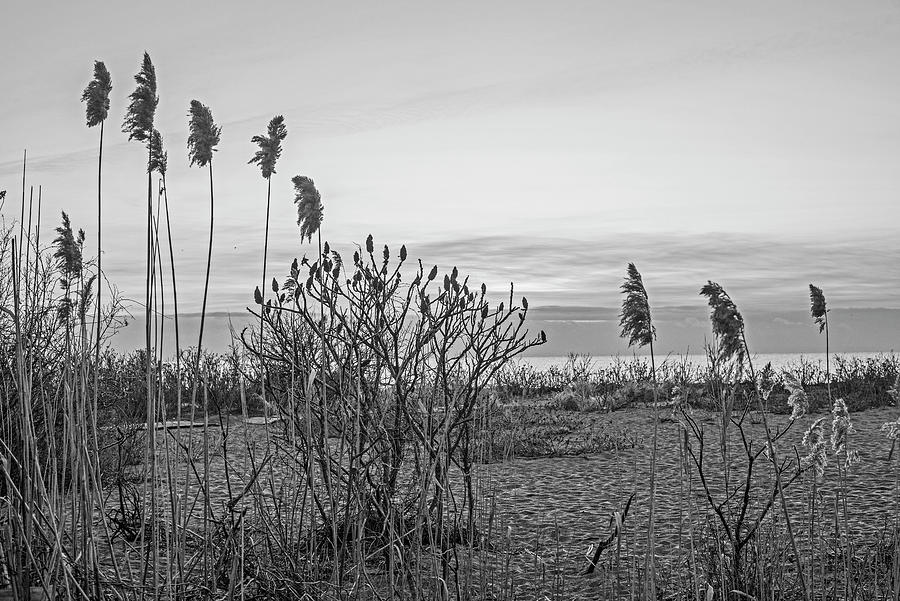 Phillips Beach Reeds Sunrise Swampscott MA Black and White Photograph by Toby McGuire