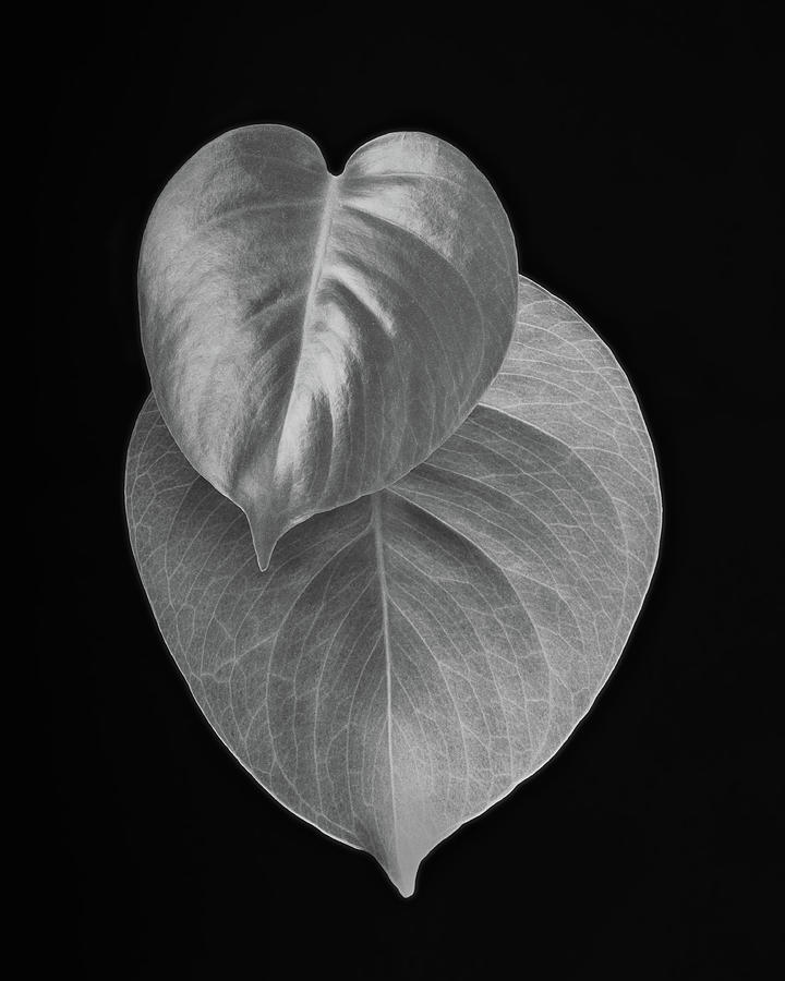 Philodendron Photograph by Lynn Davis