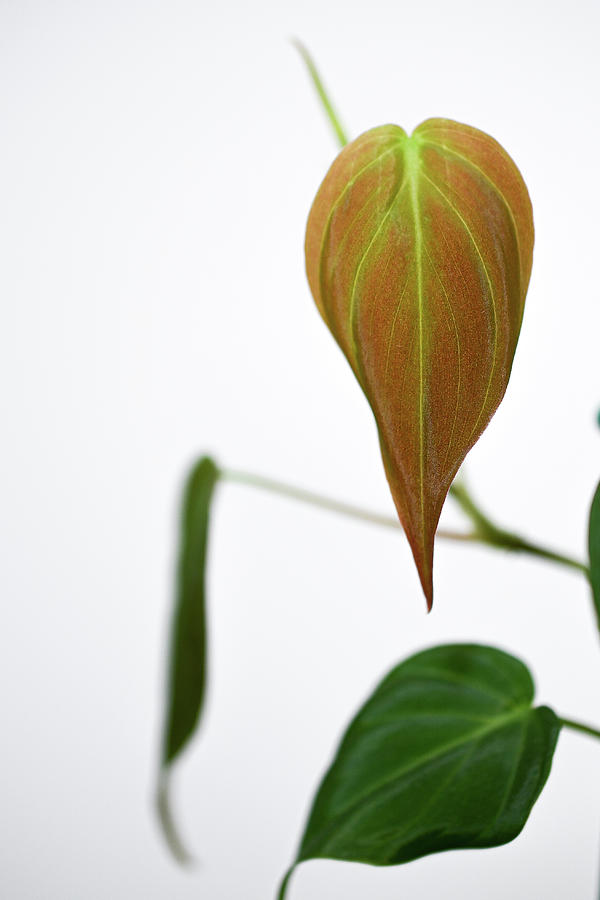 Nature Photograph - Philodendron Micans by Shaina Mach