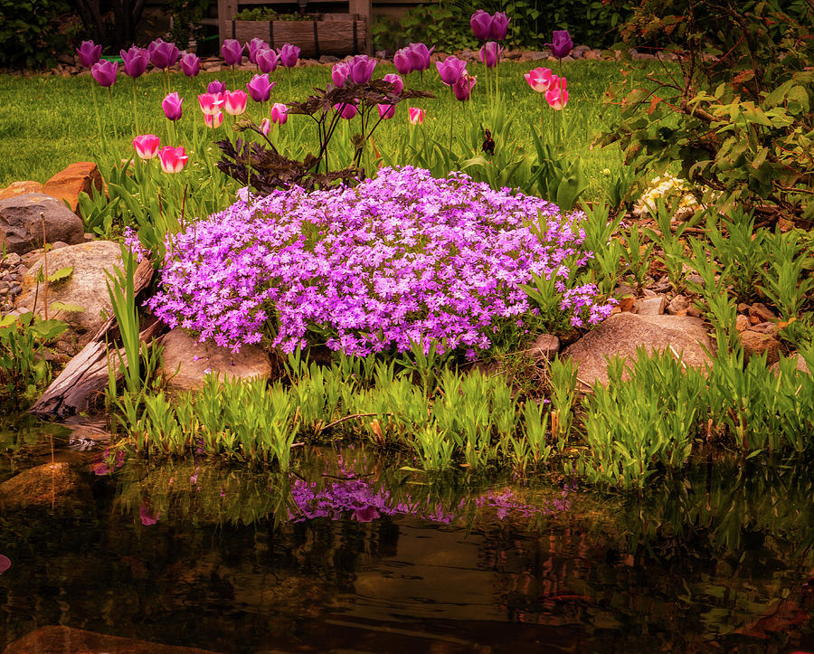 Phlox and Tulips Photograph by Dan Eskelson