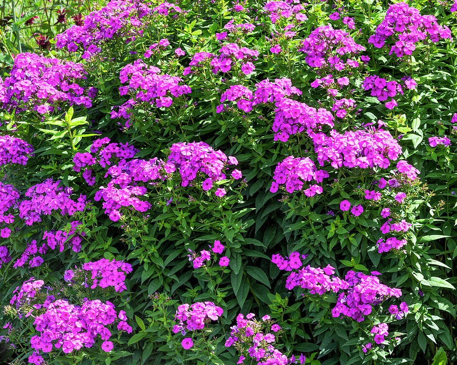 Phlox Blooms Photograph by Alan L Graham - Fine Art America
