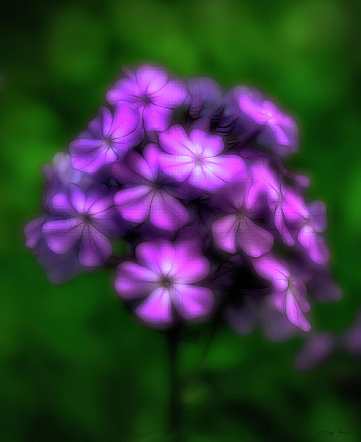 Phlox Blossoms Aglow 2 Photograph by Marty Saccone