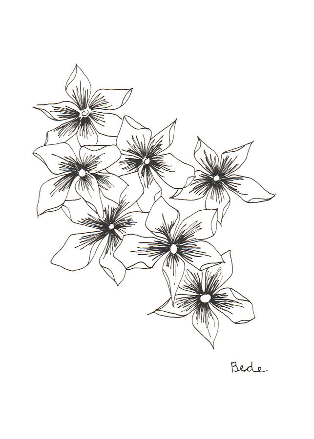 Phlox Drawing by Catherine Bede