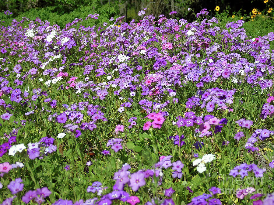Phlox In The Field Photograph by D Hackett