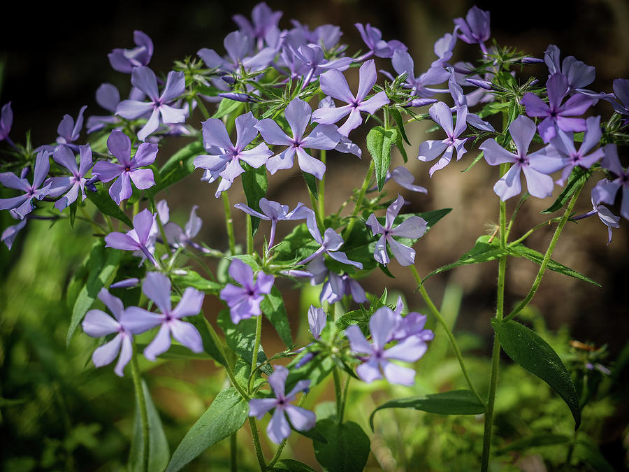 Phlox in the Field Photograph by James C Richardson - Fine Art America