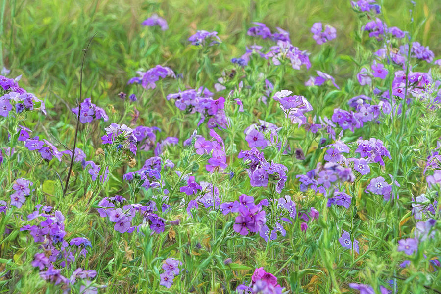 Phlox in the Meadow Photograph by Betty Eich