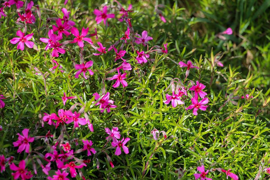 Phlox Photograph by Karol Pike - Pixels