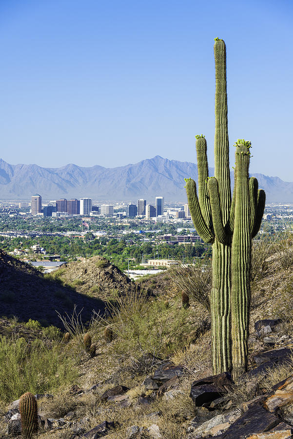 Phoenix skyline framed by saguaro cactus and mountainous desert Photograph by Dszc