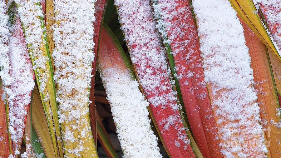 Phormium Leaves With Snow - F1951 Photograph by Philip Preston