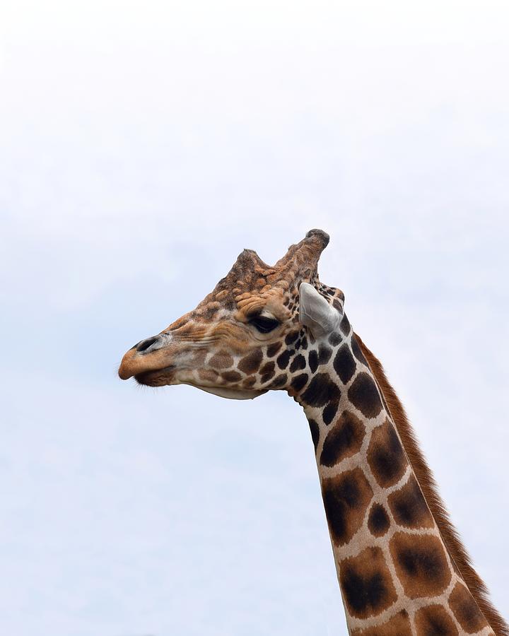 Photo 106 Giraffe Photograph by Lucie Dumas