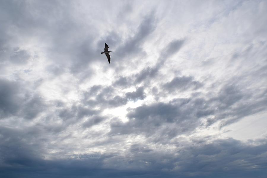 Photo 80 bird in sky Photograph by Lucie Dumas
