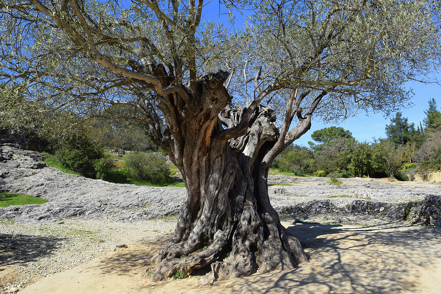 Photo 91 1000 year old Olive Tree Photograph by Lucie Dumas