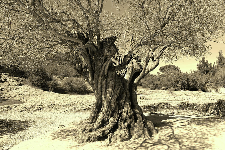 Photo 92 1000 year old Olive Tree Photograph by Lucie Dumas