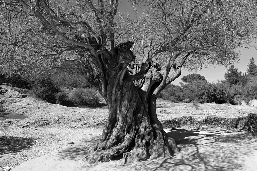 Photo 93 1000 year old Olive Tree Photograph by Lucie Dumas