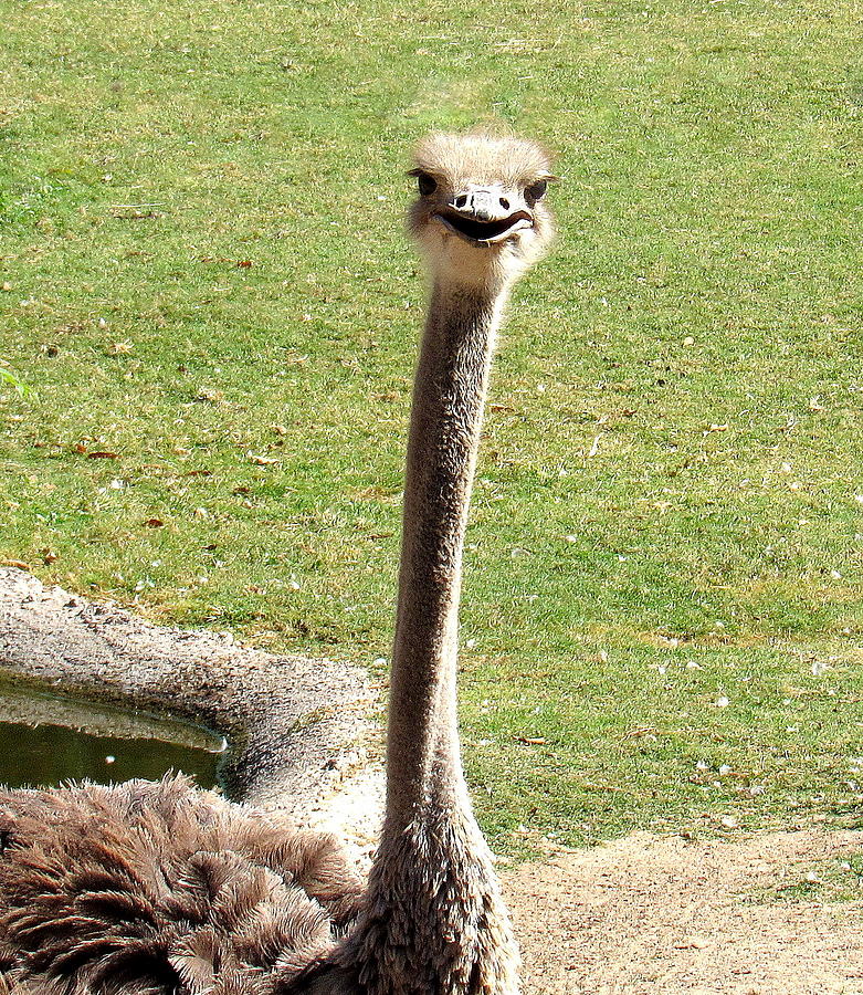 Photo Bomb Ostrich Photograph by Adrienne Wilson