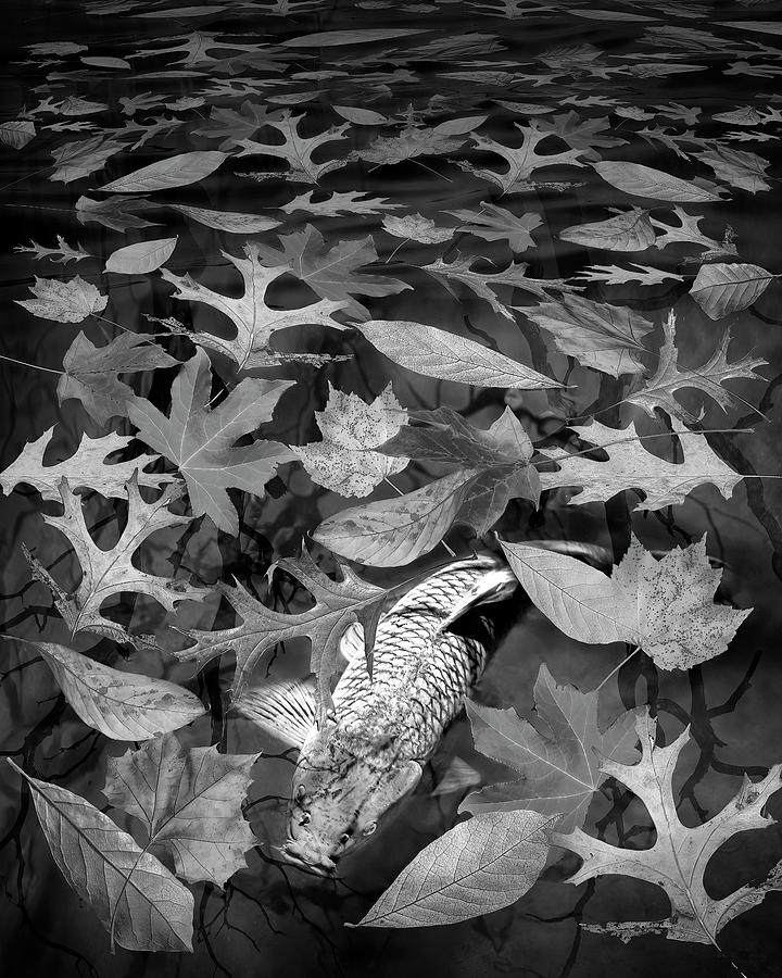 Photo Composition with Fish and Autumn Leaves in Black and White Photograph by Randall Nyhof