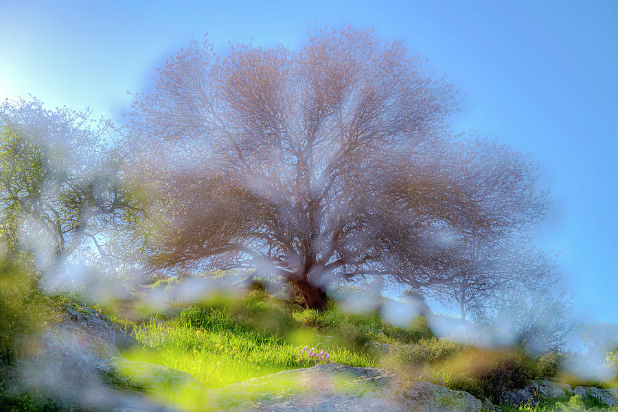 Photo Impression of a tree Photograph by Dubi Roman