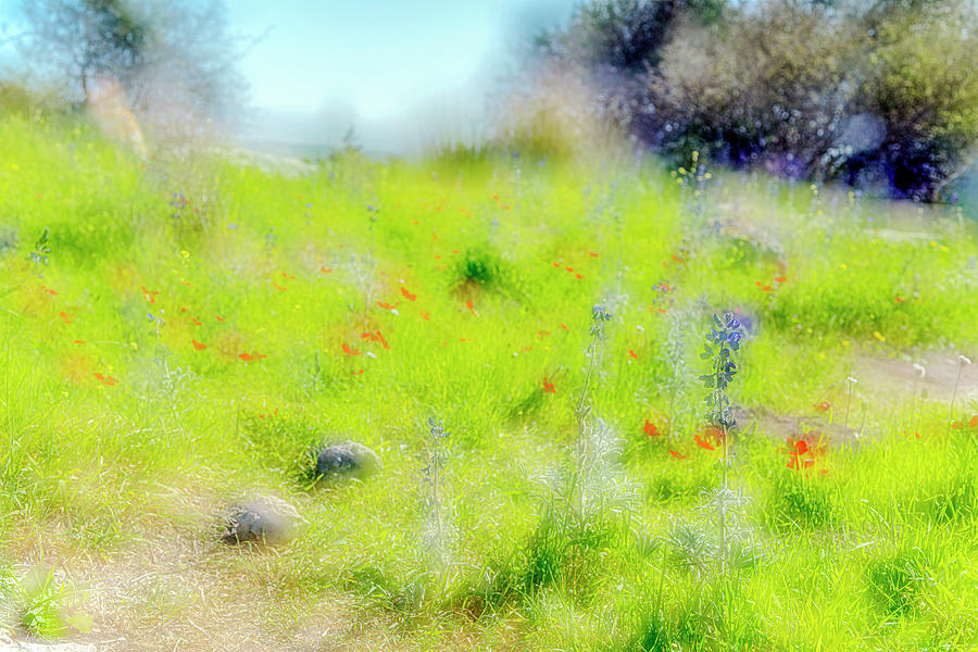 Photo Impression of Lupines and Anemones Photograph by Dubi Roman Photo Impression of Lupines and Anemones Photograph by Dubi Roman