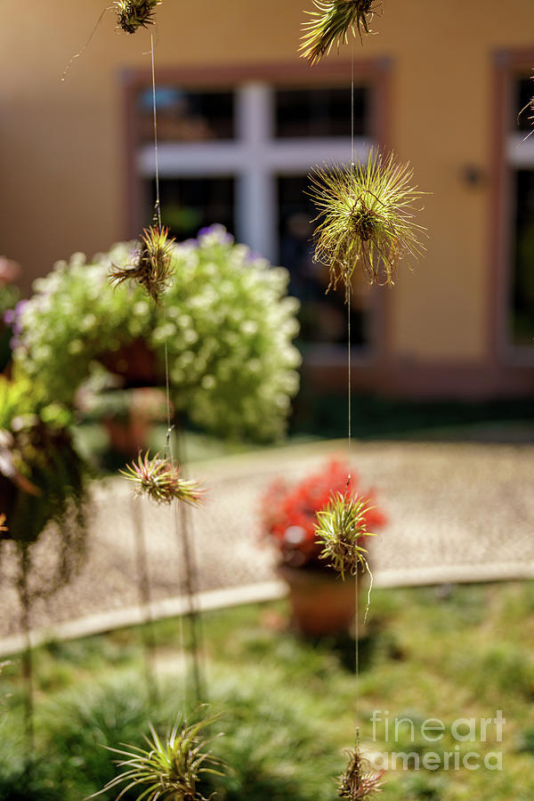 Photo of air plants hanging in a garden Photograph by Felix Mizioznikov ...