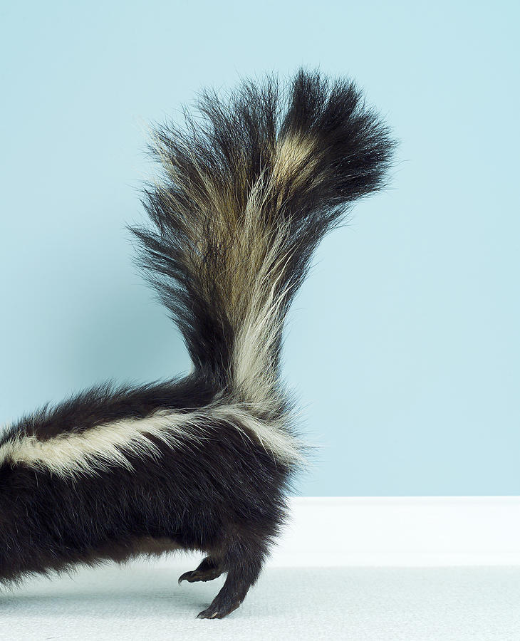 Photo Of Back Section Of A Skunk With Lifted Tail Photograph by Zachary Scott