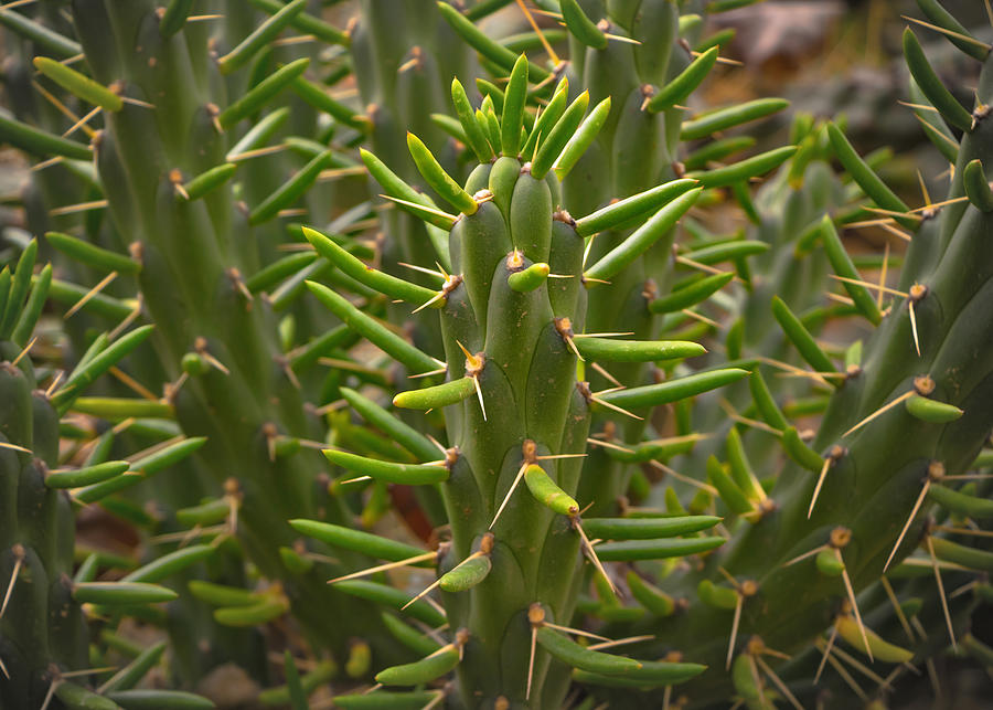 Photo type cactuses close-up Photograph by SaiKom