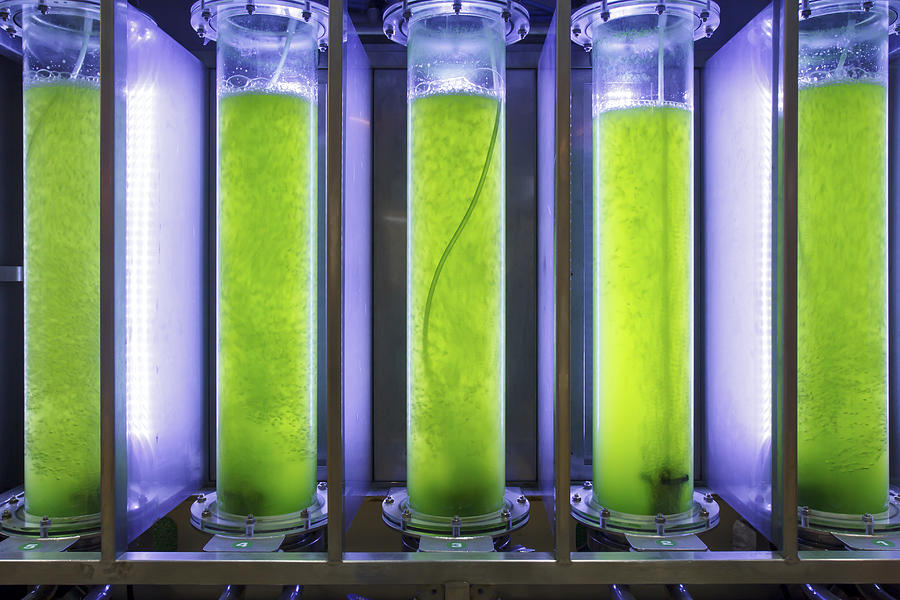 Photobioreactor in lab algae fuel biofuel industry. Photograph by Toa55