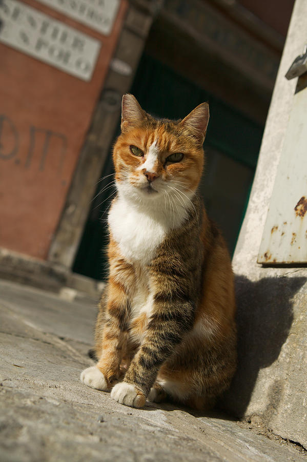 Photograph Of A Rough And Tough Street Cat Photograph by Photodisc