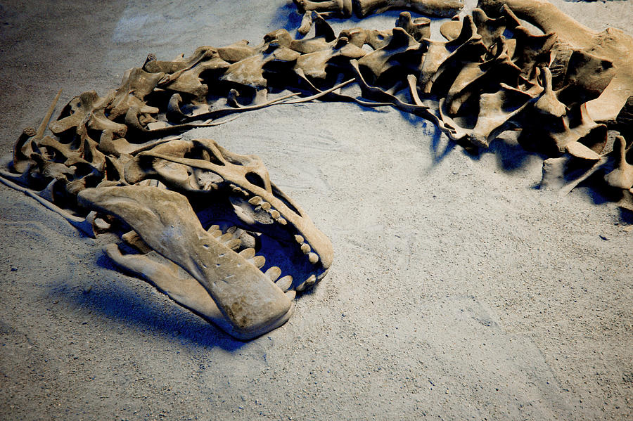 Photograph Of The Fossil Remains Of A Dinosaur Skeleton Photograph by Photodisc