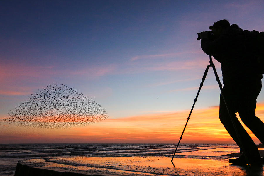 Photographer capturing starlings at sunset Photograph by Paul Mansfield Photography