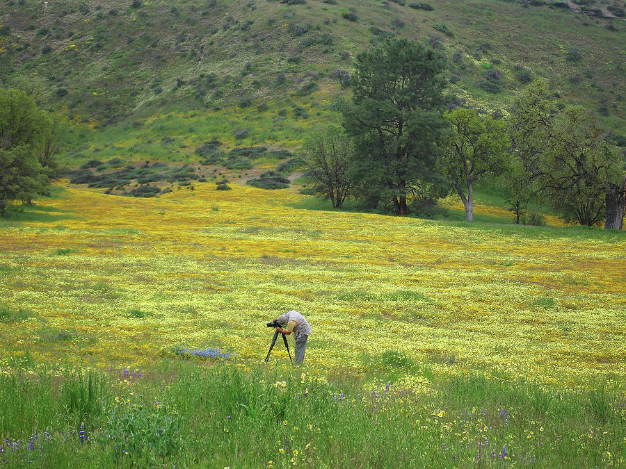 Photographer in a Wildflower Meadow Photograph by Ram Vasudev