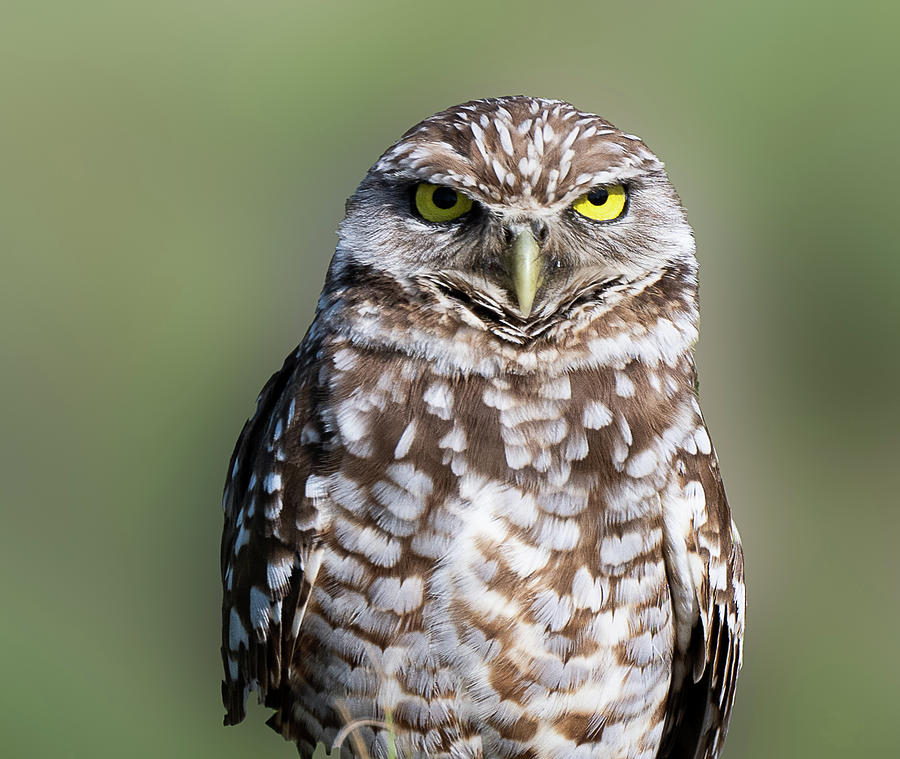 marco Island Burrowing Owl Photograph by Deb Stone - Fine Art America