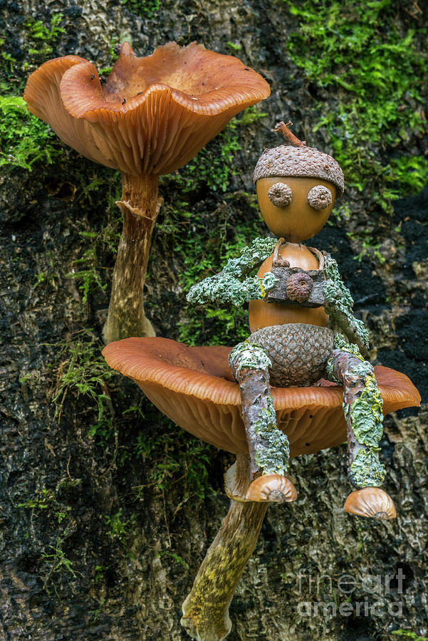 Photographer on Mushroom Photograph by Arterra Picture Library