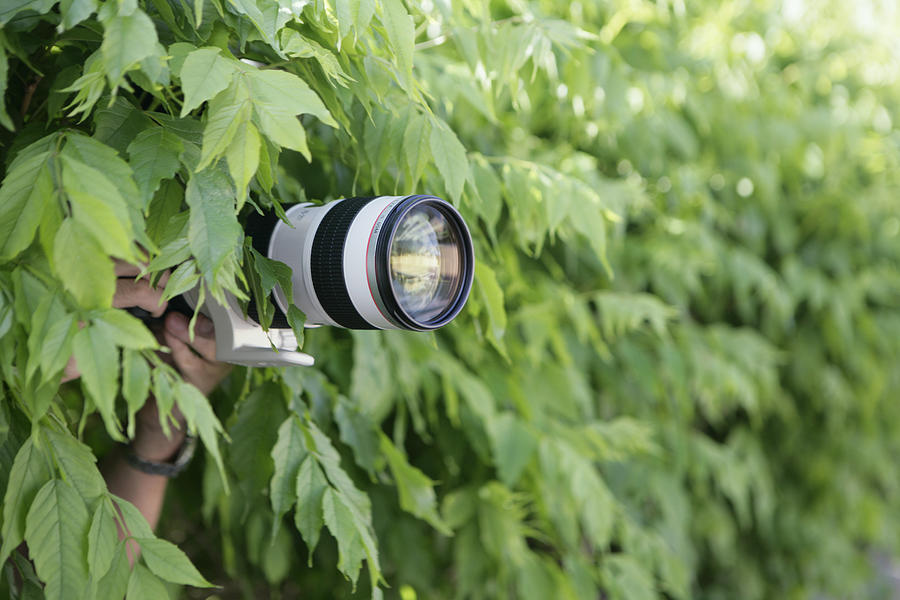 Photographer with long lens taking photographs from bushes Photograph by David Malan