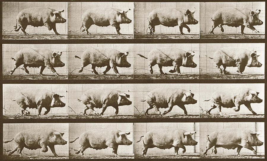 Photographic Motion Study, Plate 3, C1887 Photograph By Eadweard ...