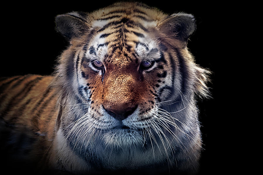 Photographic Portrait of a Tiger Photograph by Randall Nyhof
